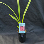 Cymbidium Paradisian Ruby ' Cascade'