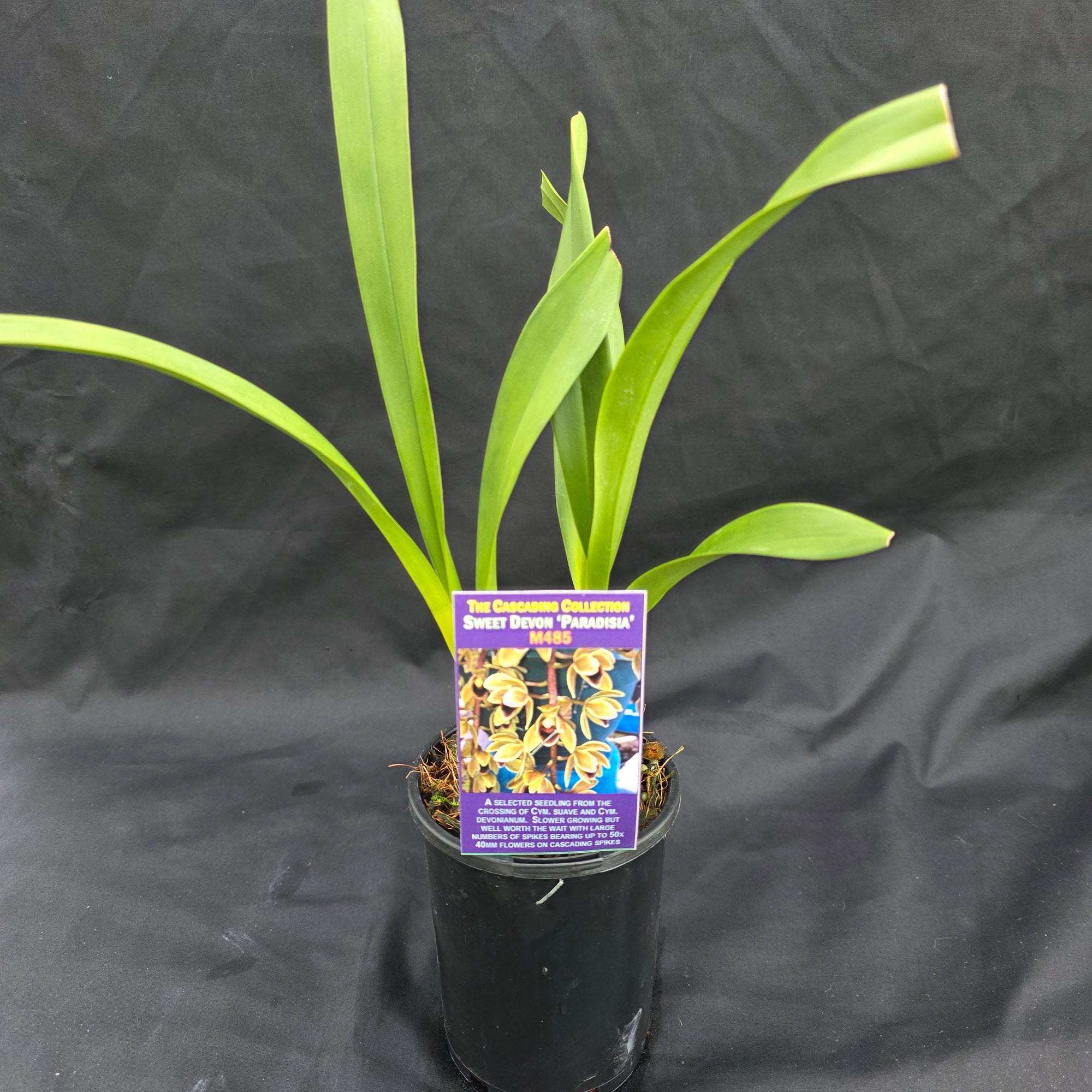 Cymbidium Sweet Devon 'Paradisia'