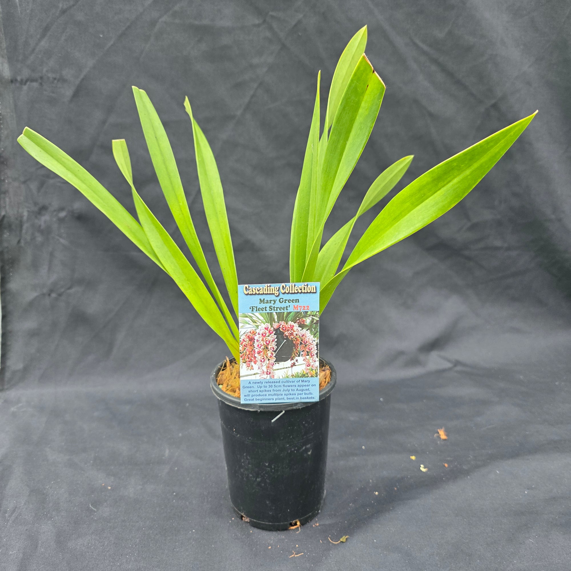 Cymbidium Mary Green 'Fleet Street'