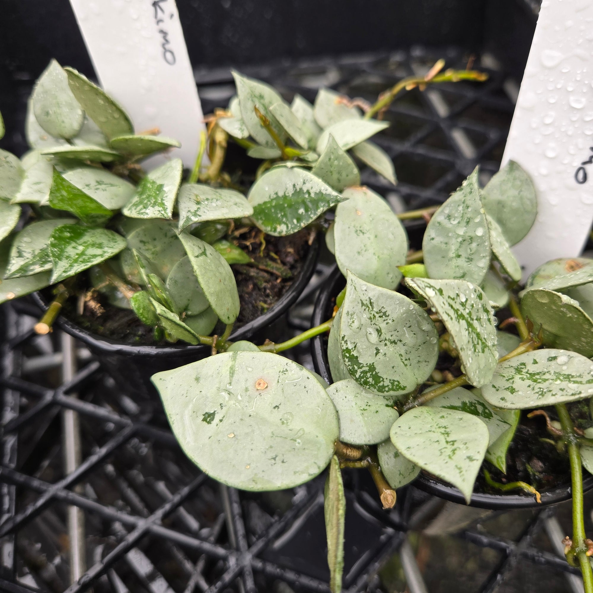 Hoya krohniana 'Eskimo' - Rare Trailing Plant