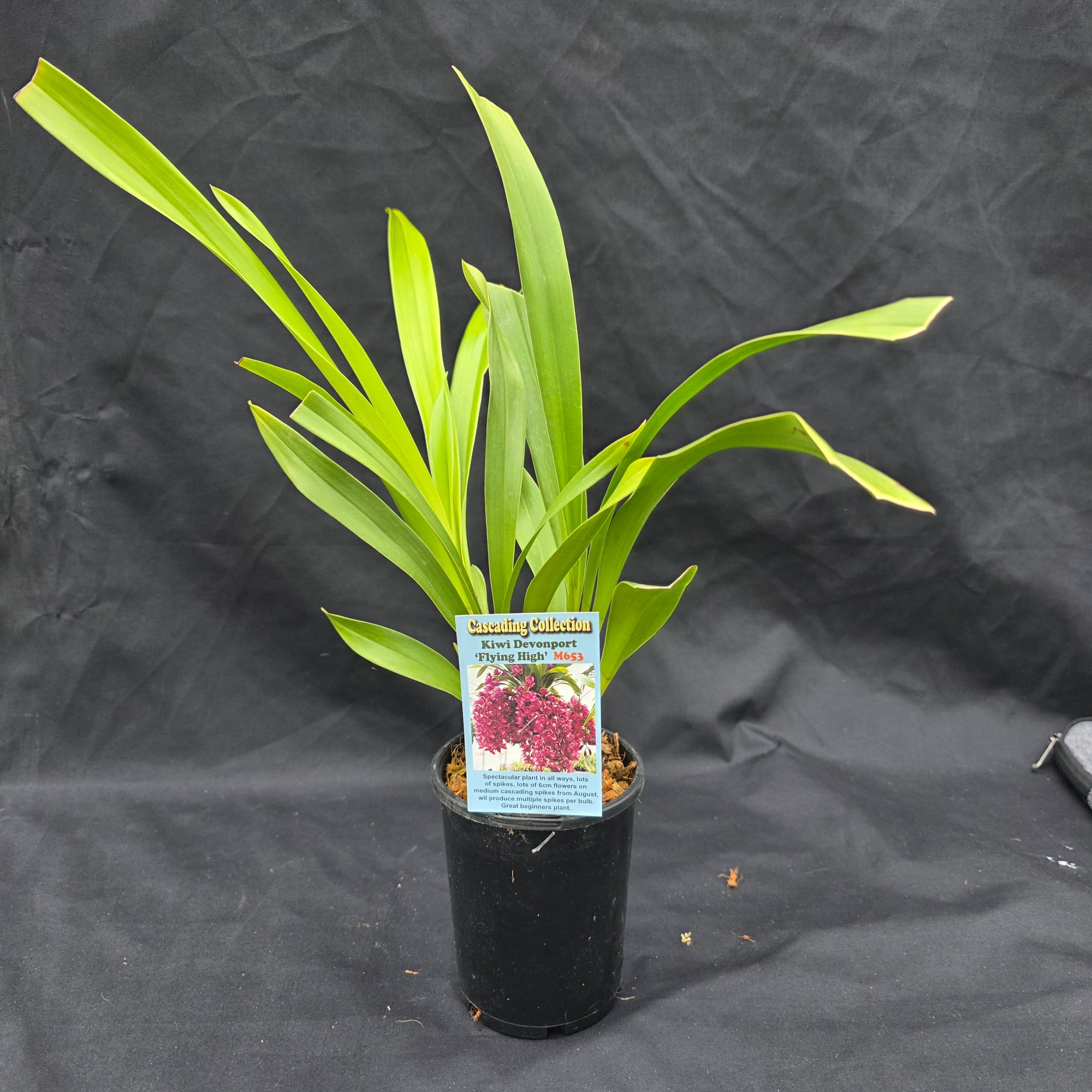 Cymbidium Kiwi Devonport 'Flying High'