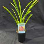 Cymbidium Paradisian Planet 'Black Lip'