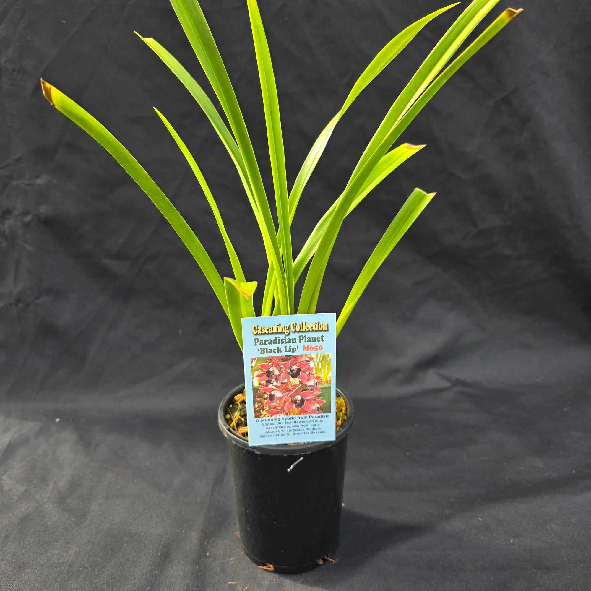 Cymbidium Paradisian Planet 'Black Lip'