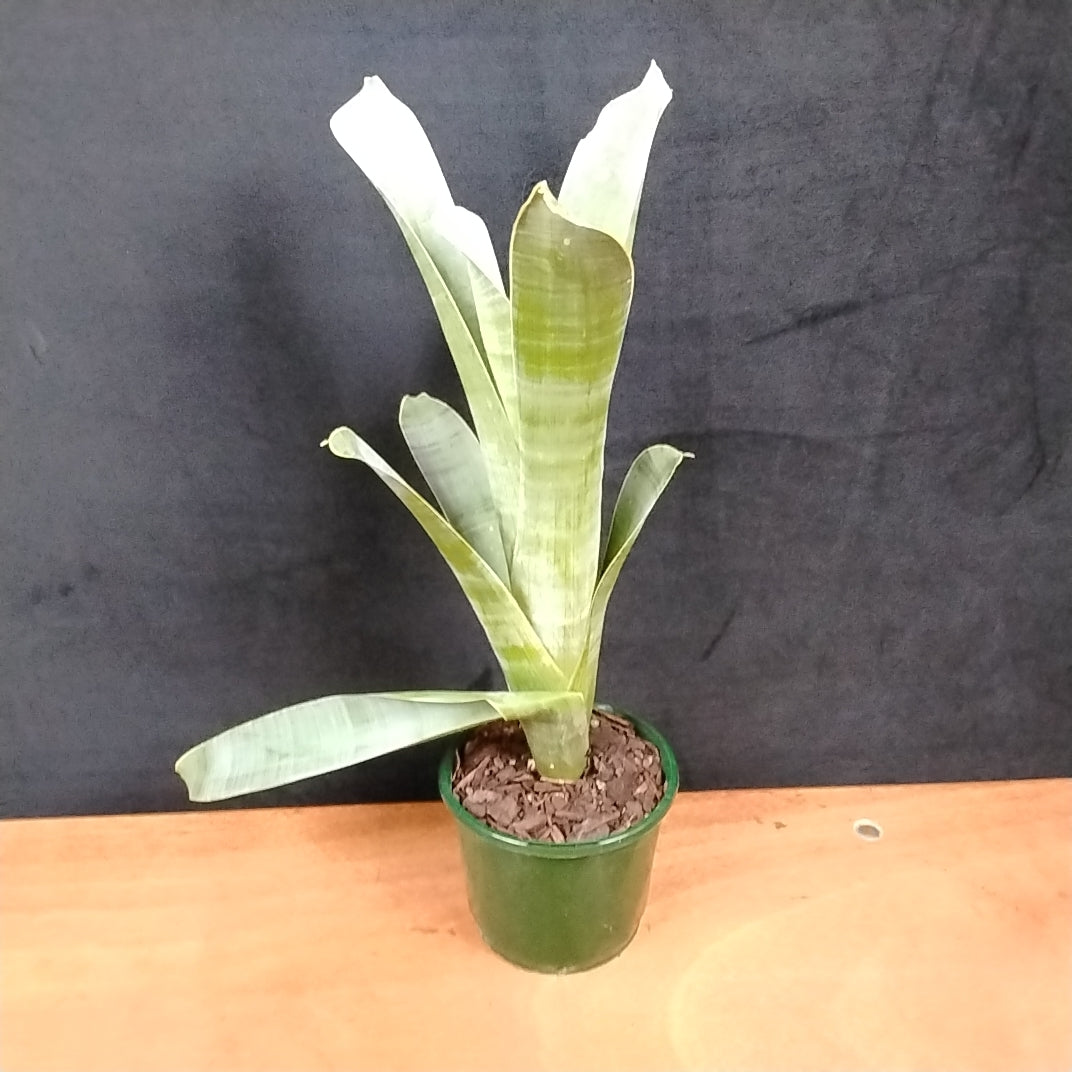 Brocchinia reducta – Carnivorous Bromeliad of the Tepuis