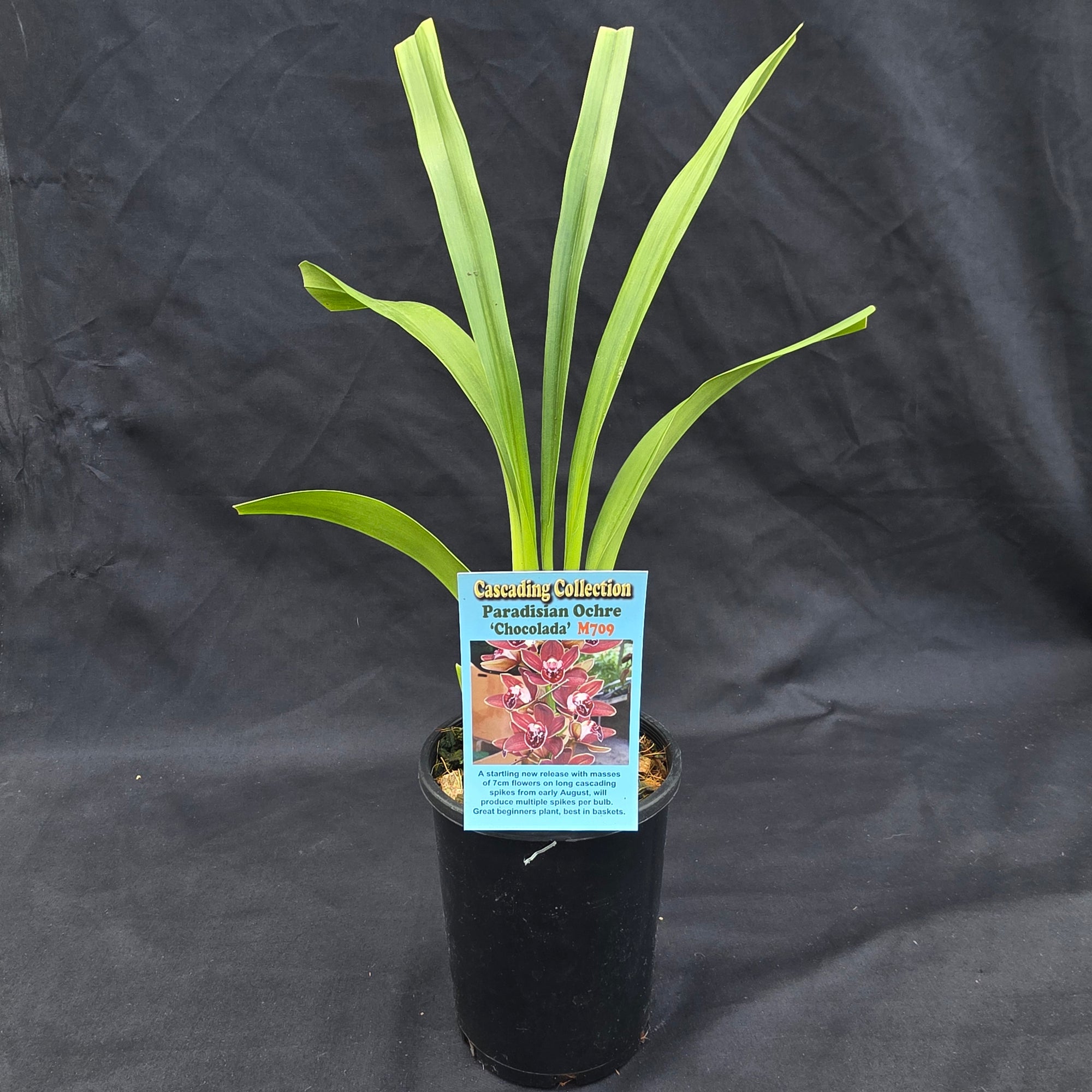 Cymbidium Paradisian Ochre 'Chocolada'