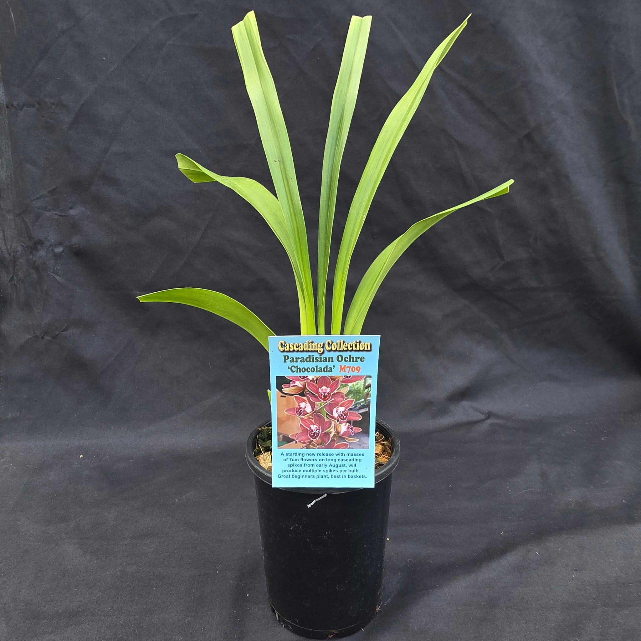 Cymbidium Paradisian Ochre 'Chocolada'