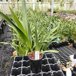 Cymbidium Black Stump '63 not out'