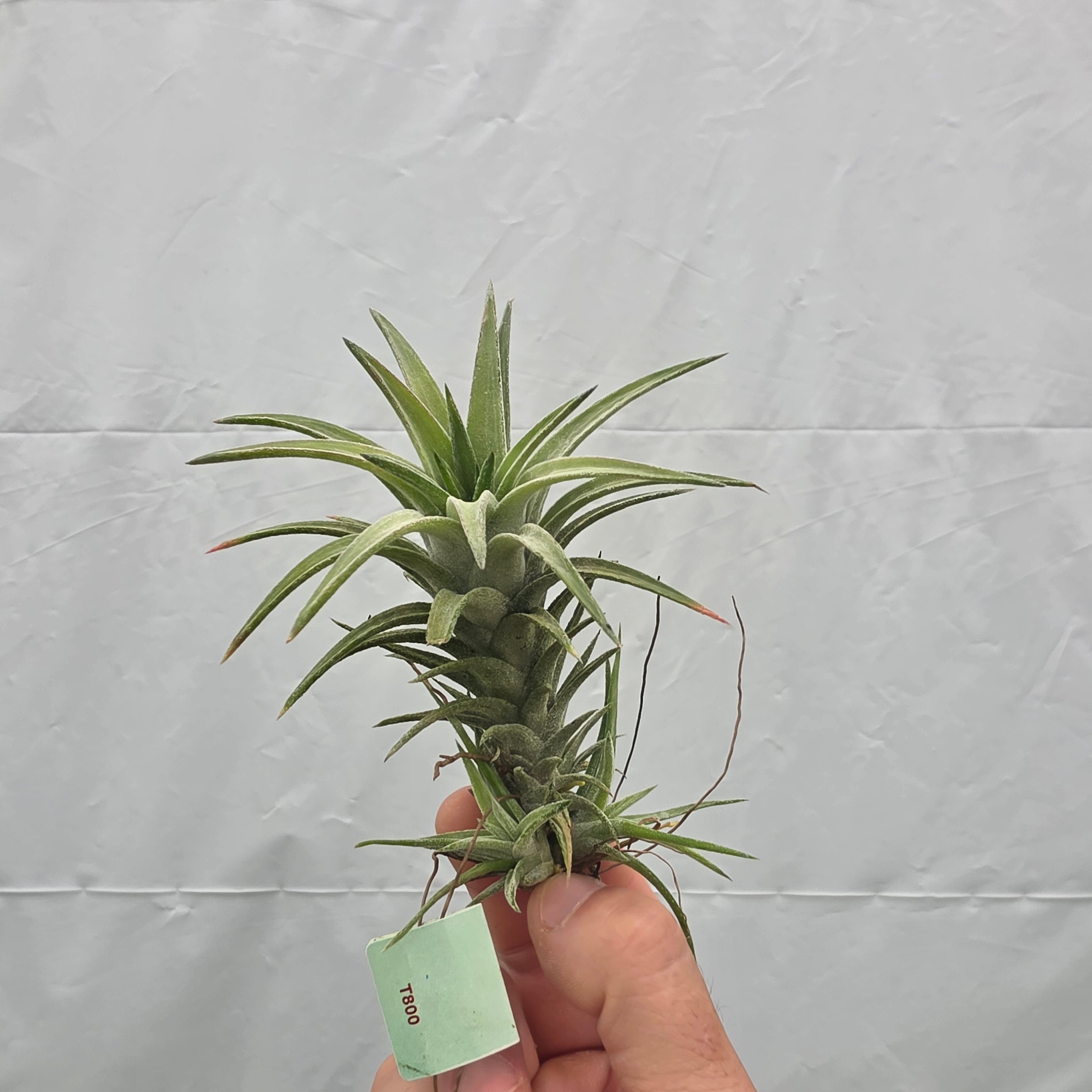 Tillandsia ionantha var. vanhyningii – Collectors Online