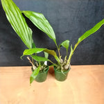 Stanhopea tigrina – The Exotic Tiger Orchid of Mexico