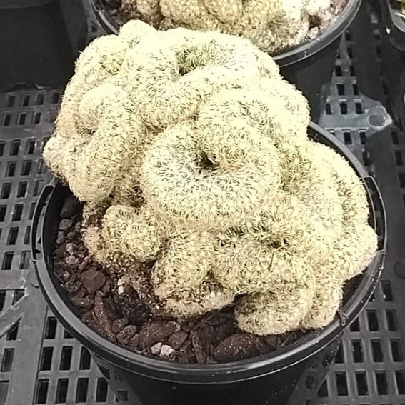 Mammillaria elongata cristata - The Brain Cactus