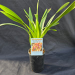 Cymbidium Paradisian Tiger 'Ochre Falls'