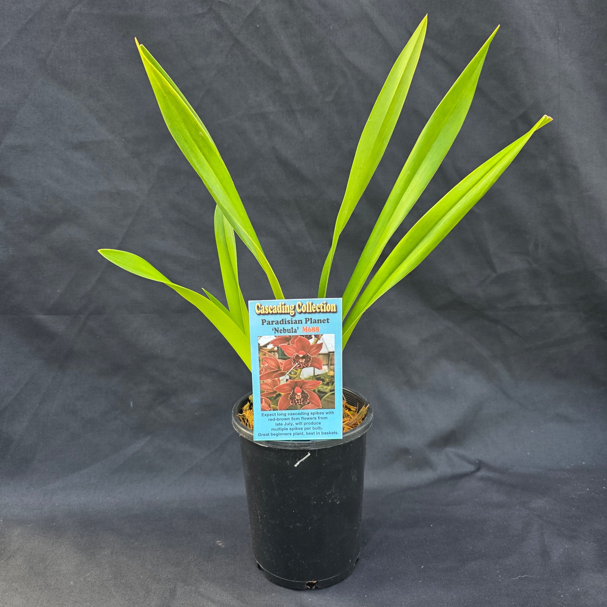 Cymbidium Paradisian Planet 'Nebula'