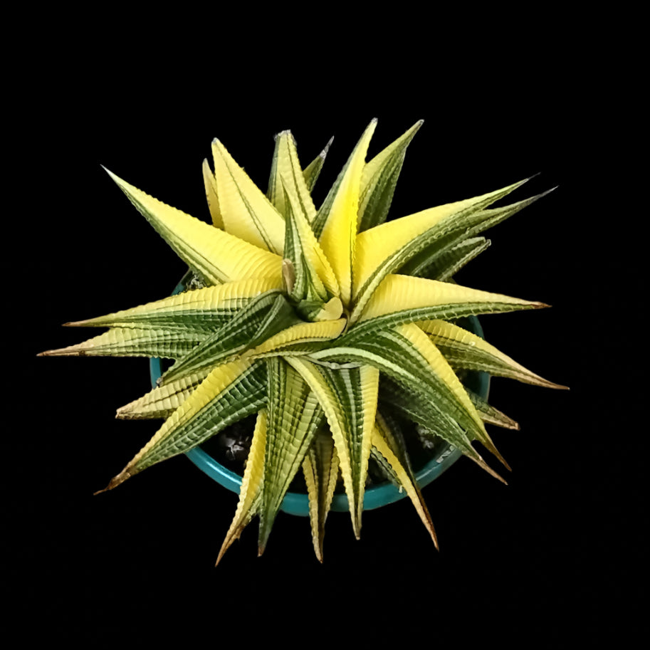 Haworthia limifolia variegata