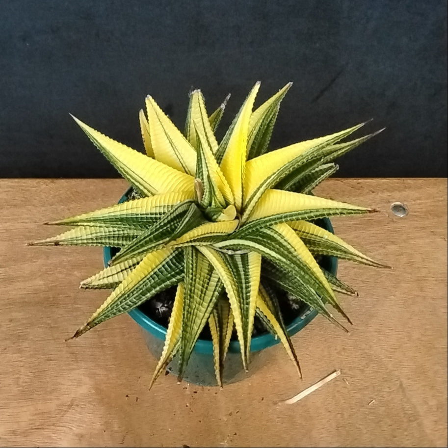 Haworthia limifolia variegata – Rippled Succulent with Marbled Leaves