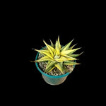 Haworthia limifolia variegata