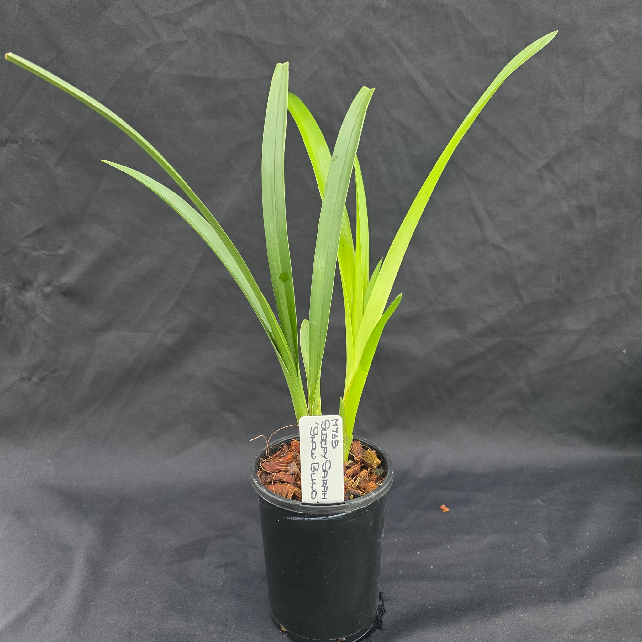 Cymbidium Sleepy Sarah 'Snow Blind'