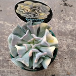 Echeveria 'Cubic Frost Variegata' - A Mesmerising Variegated Succulent