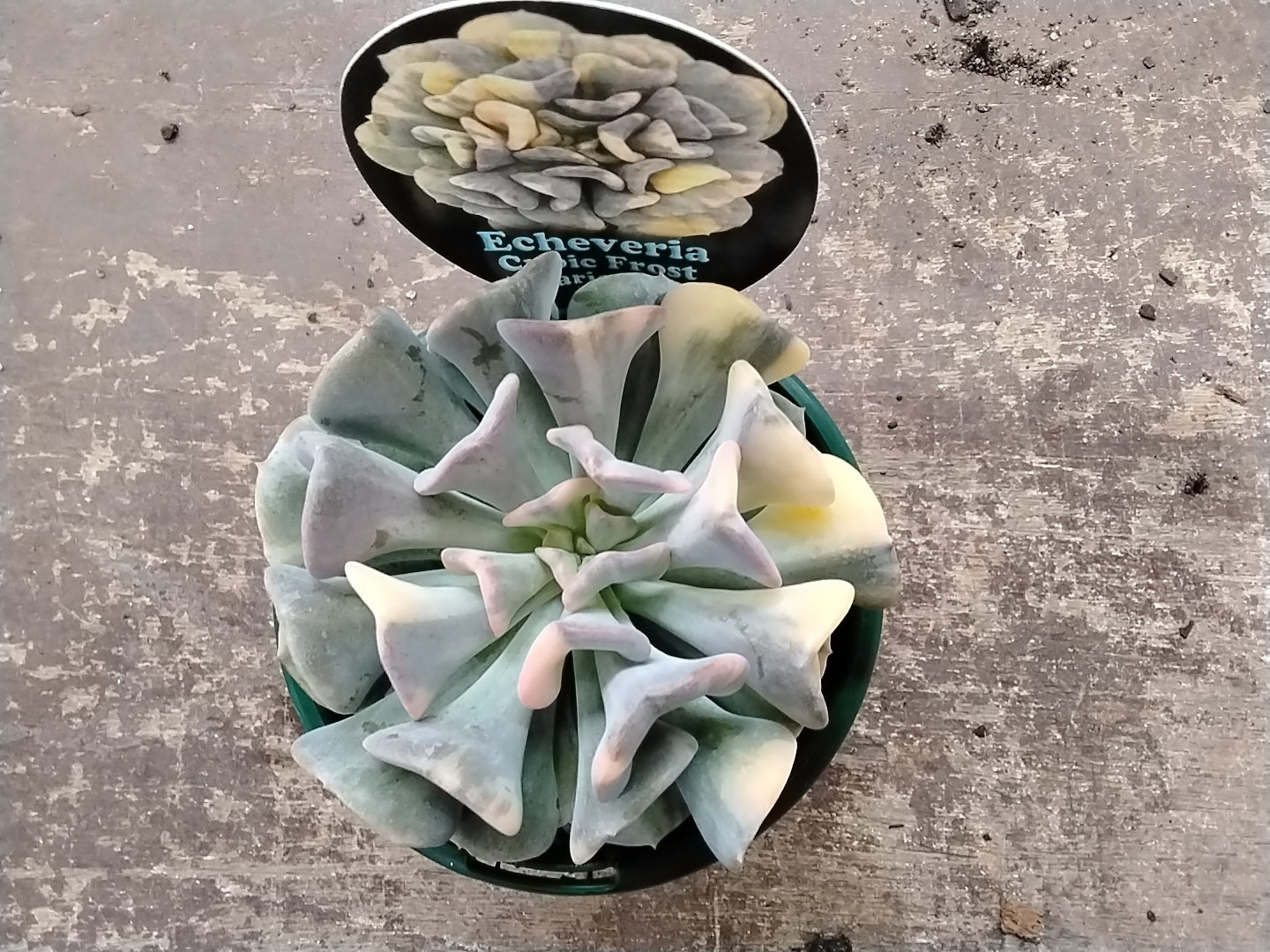 Echeveria 'Cubic Frost Variegata' - A Mesmerising Variegated Succulent