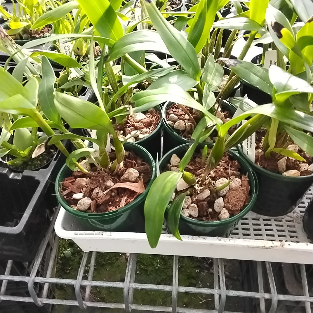 Dendrobium atroviolaceum