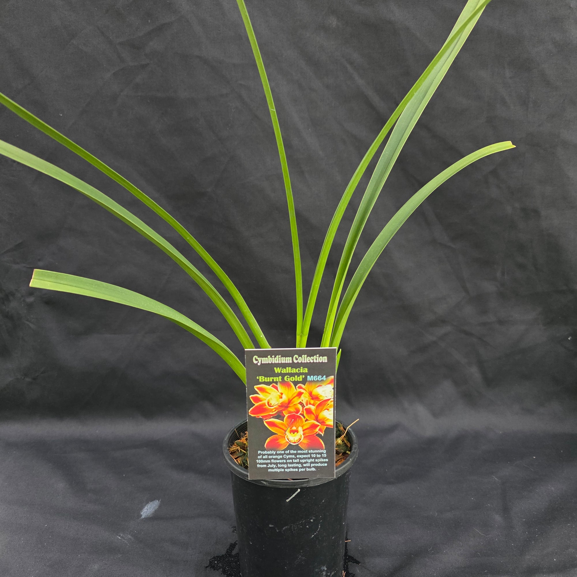 Cymbidium Wallacia 'Burnt Gold'