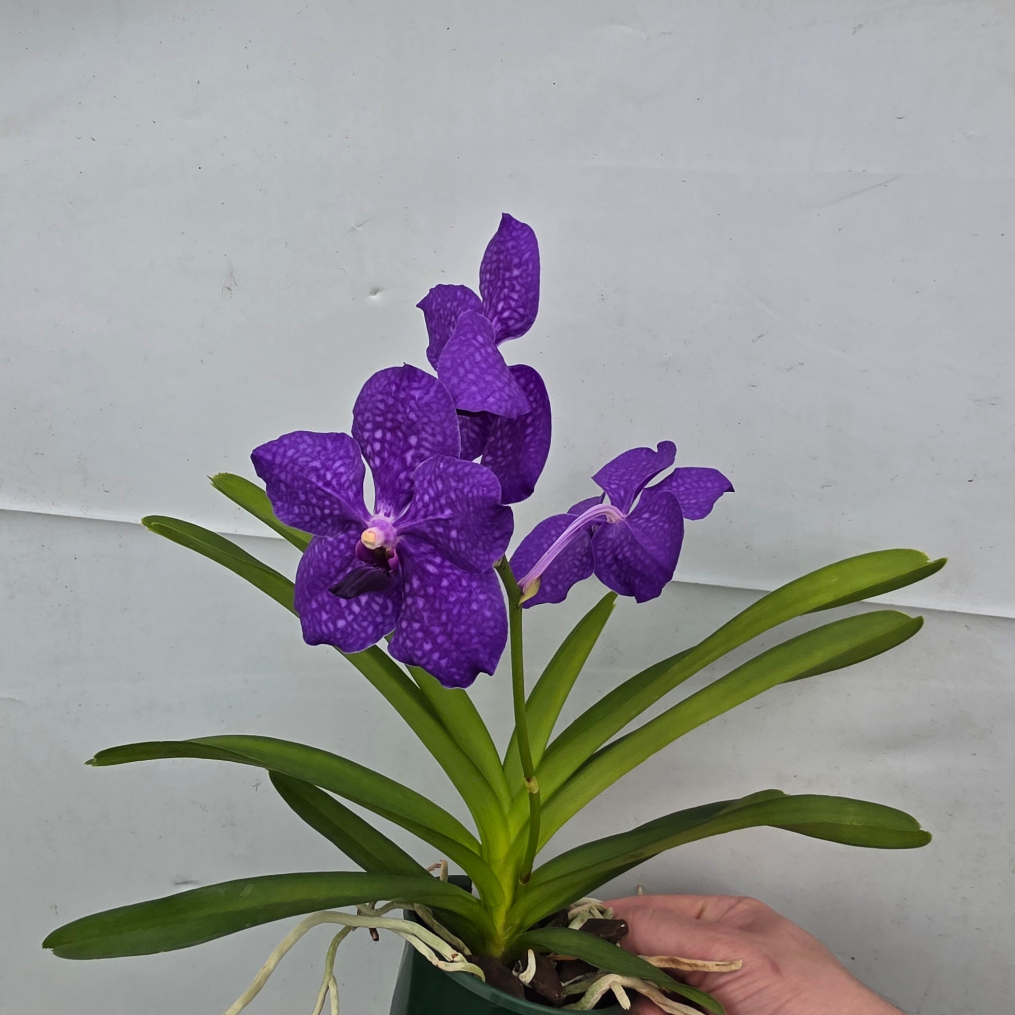 Vanda Pachara Blue