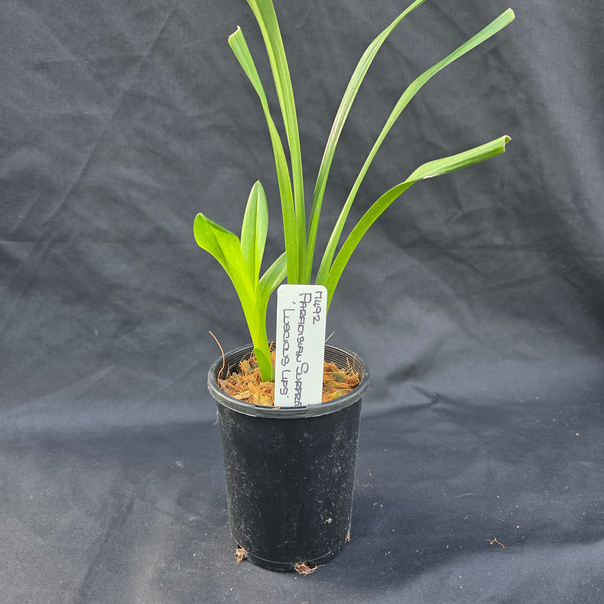 Cymbidium Paradisian Surprise 'Luscious Lips'