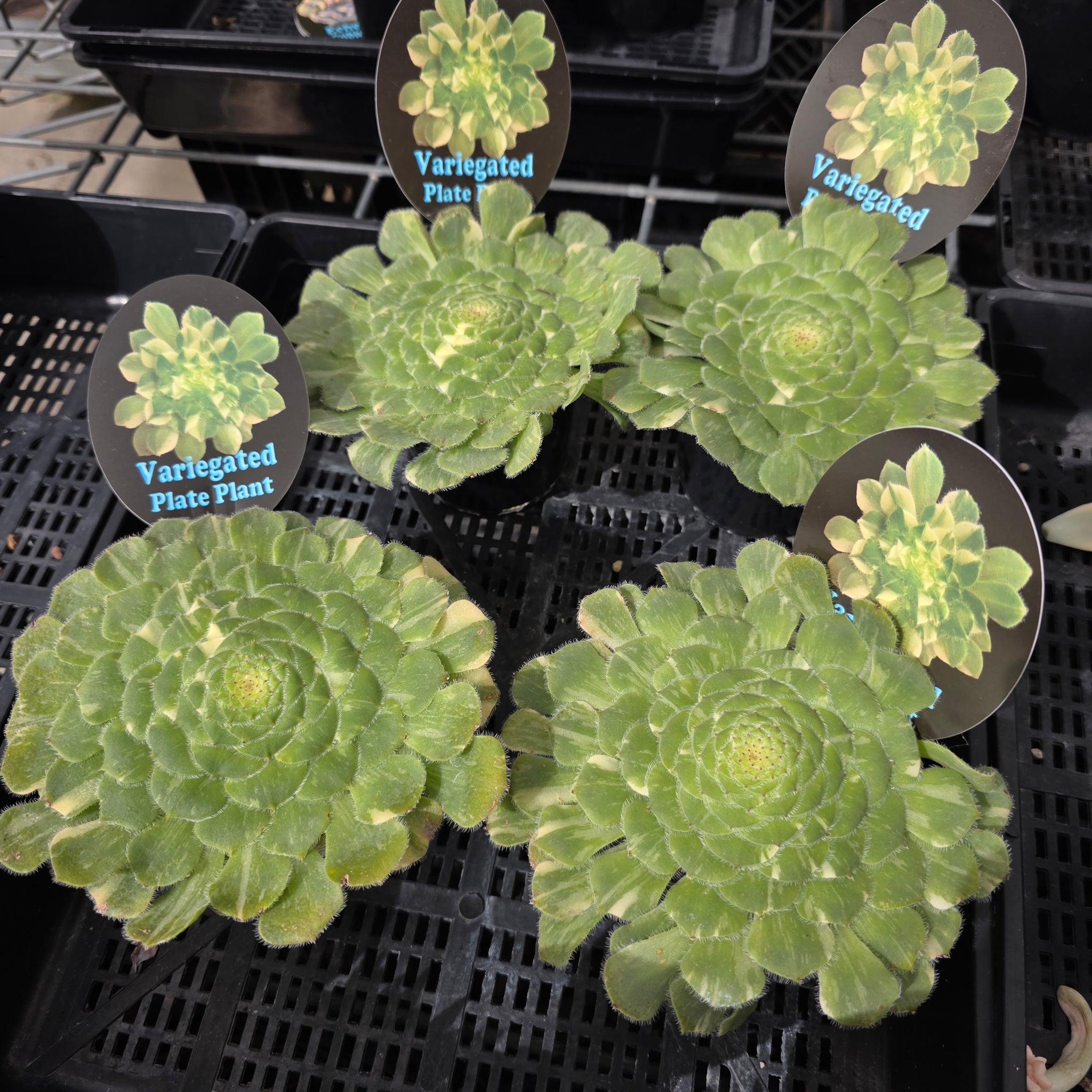 Aeonium tabuliforme Variegated 'The Plate Plant'