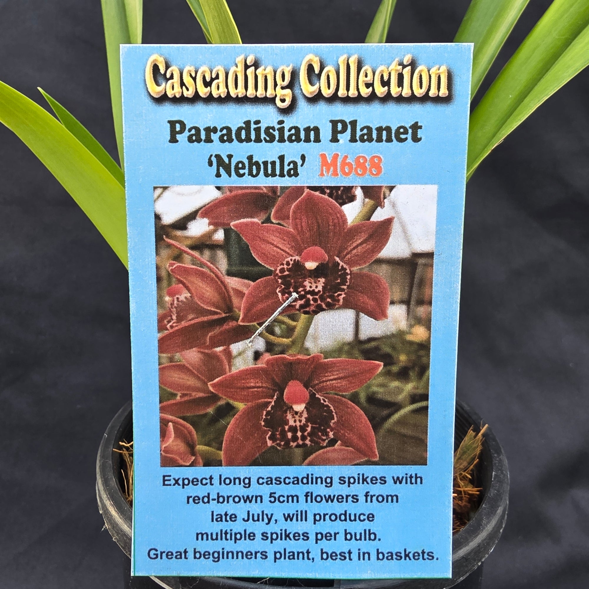 Cymbidium Paradisian Planet 'Nebula'
