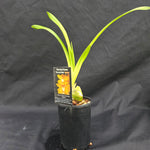 Cymbidium Shifting Sands 'Yellow Bird'