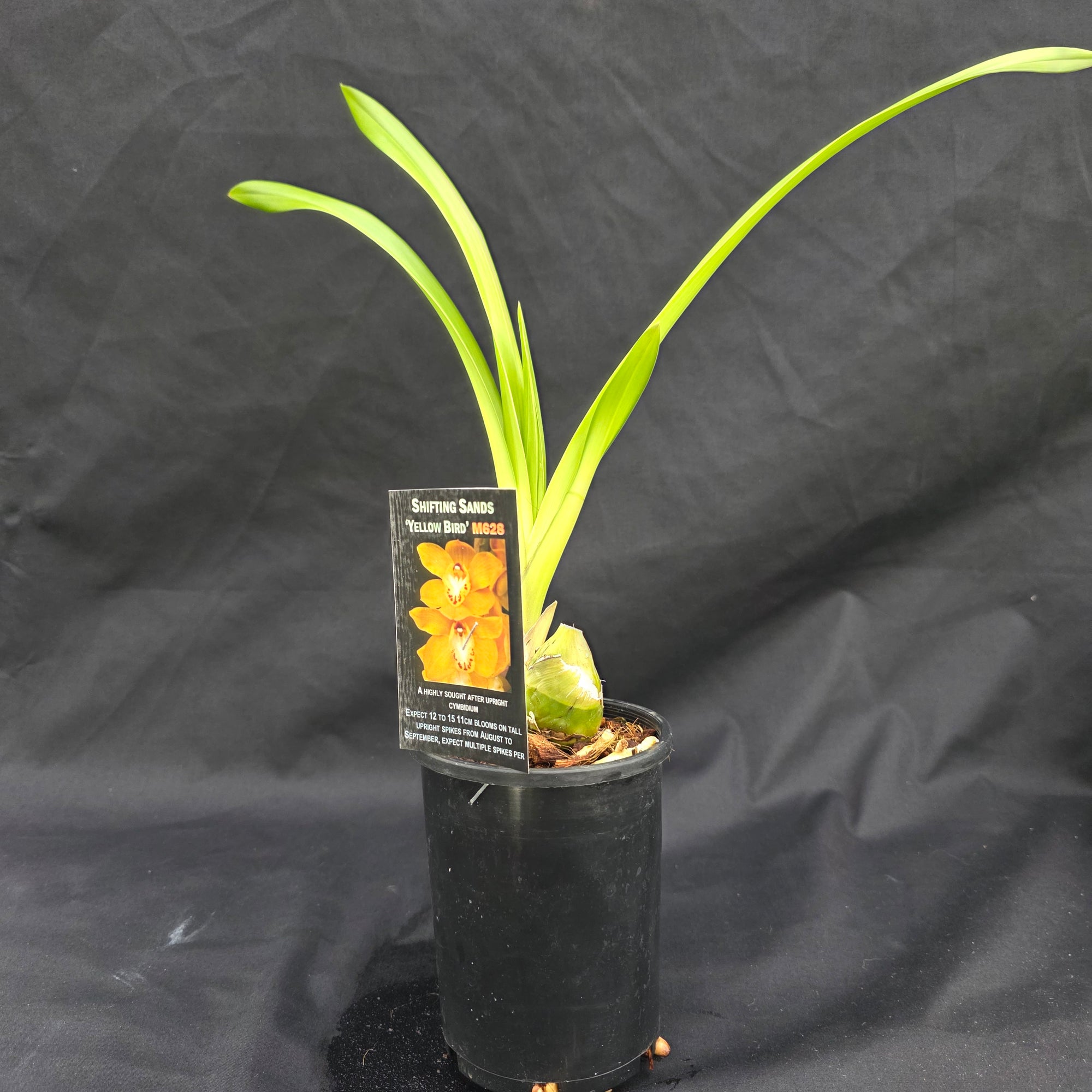 Cymbidium Shifting Sands 'Yellow Bird'