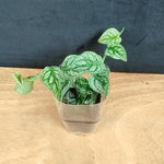 Monstera dubia – The Shingle Plant with Climbing Charm