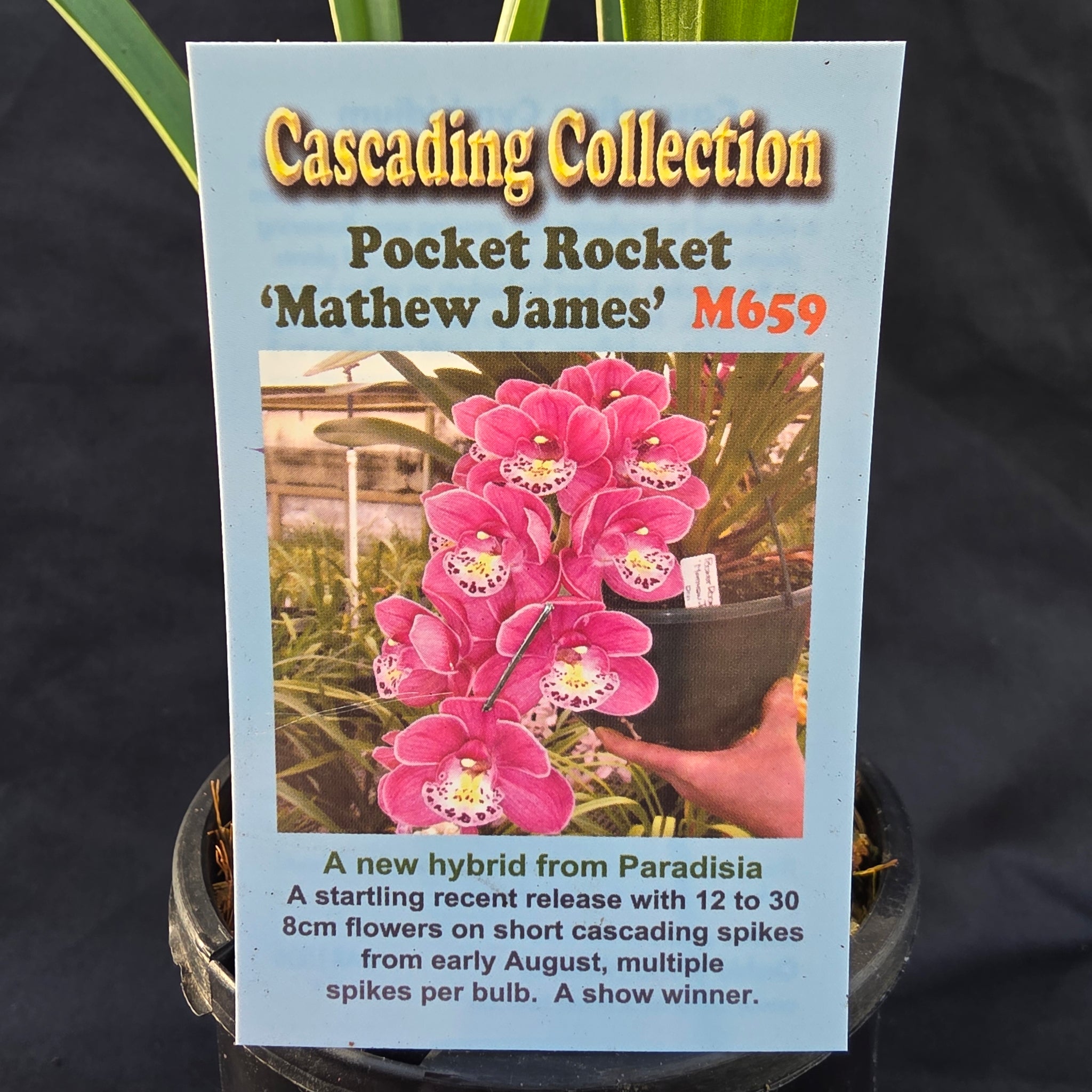 Cymbidium Pocket Rocket 'Mathew James'