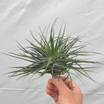 Tillandsia 'Cotton Candy Green'