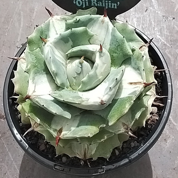 Agave isthmensis 'Ohi Raijin' - A Strikingly Textured, Slow-Growing Agave