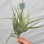 Tillandsia divaricata (WA Prohibited)