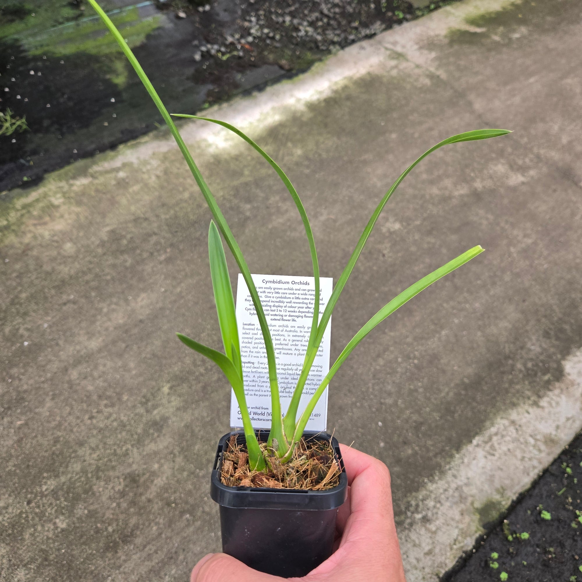 Cymbidium Beau Guest 'Glen'