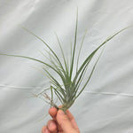 Tillandsia flavoviolacea 'Moonlight' (WA Prohibited)