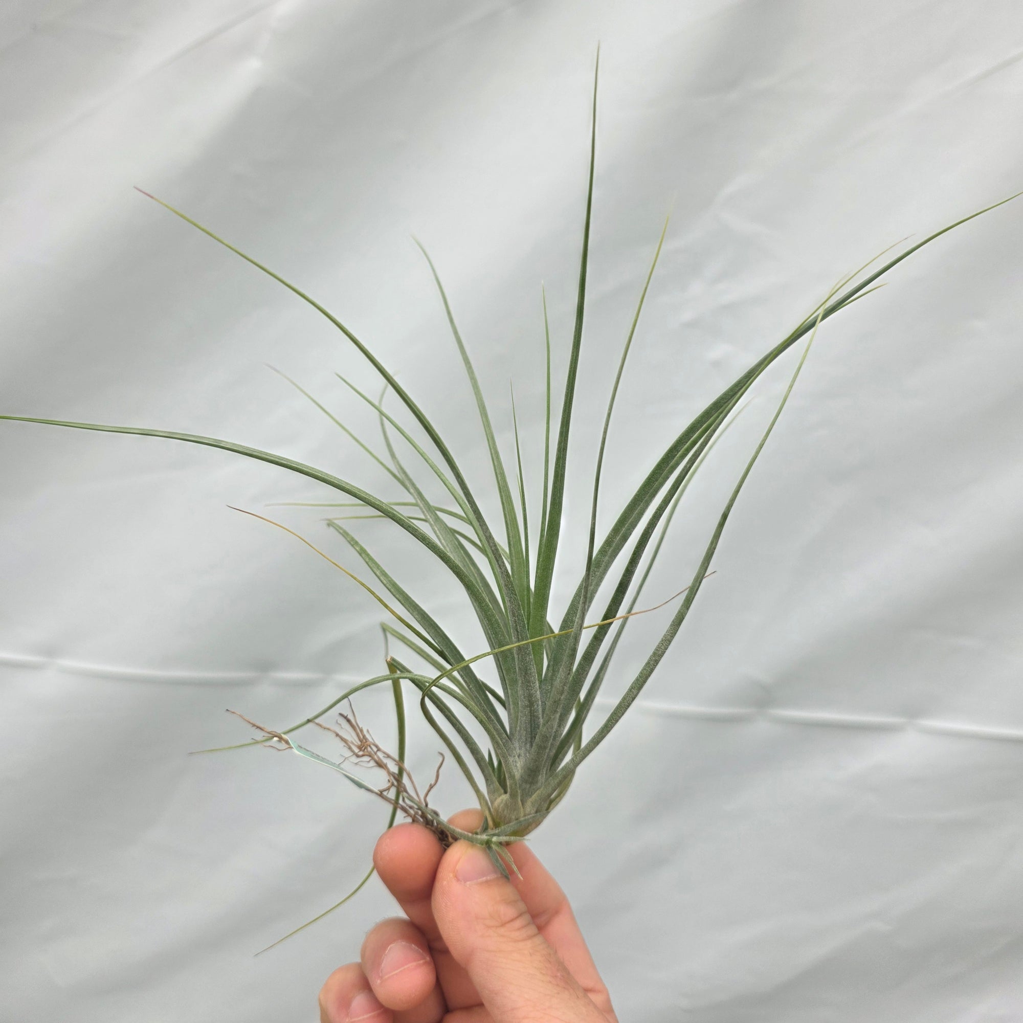 Tillandsia flavoviolacea 'Moonlight' (WA Prohibited)