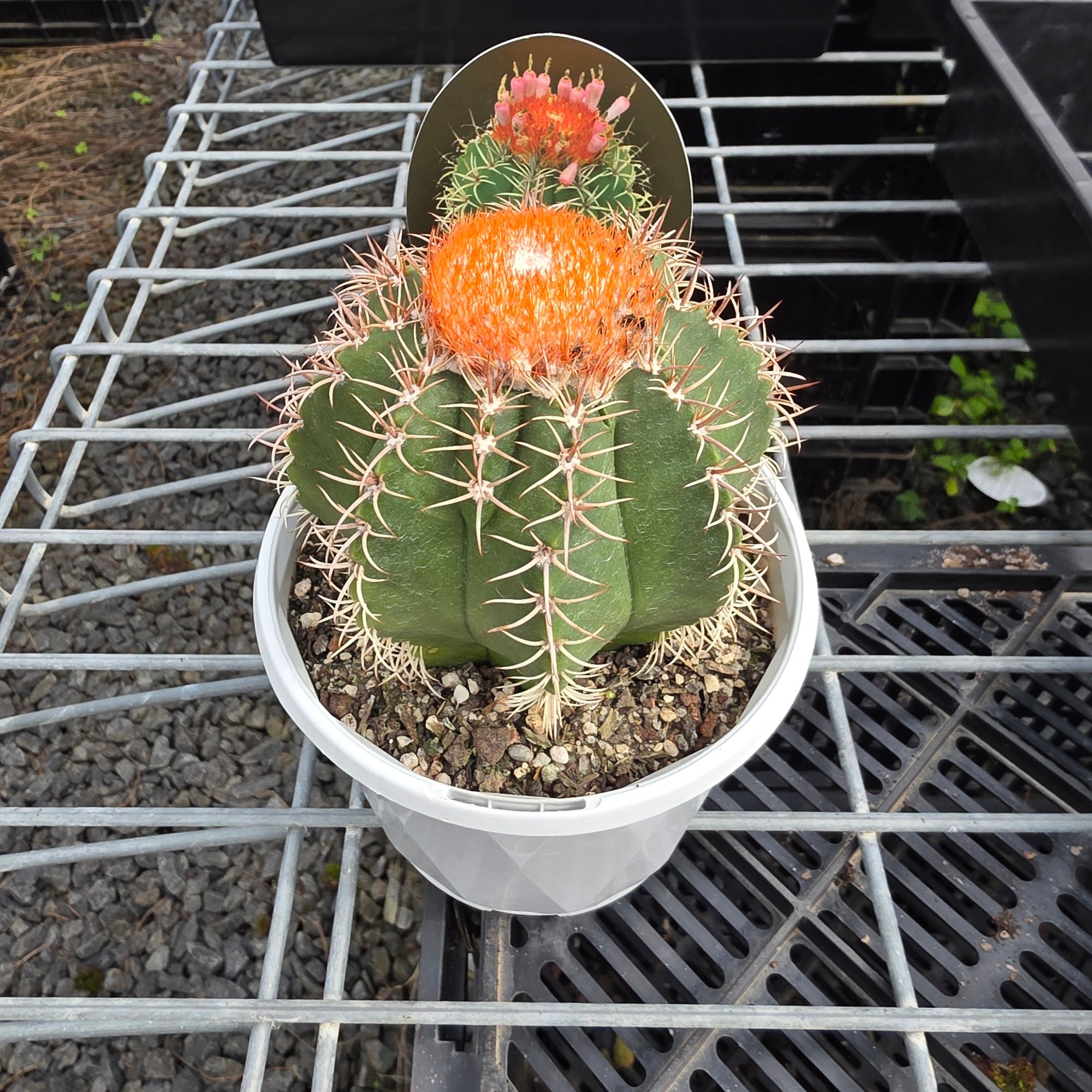 Melocactus matanzanus 'Dwarf Turks'