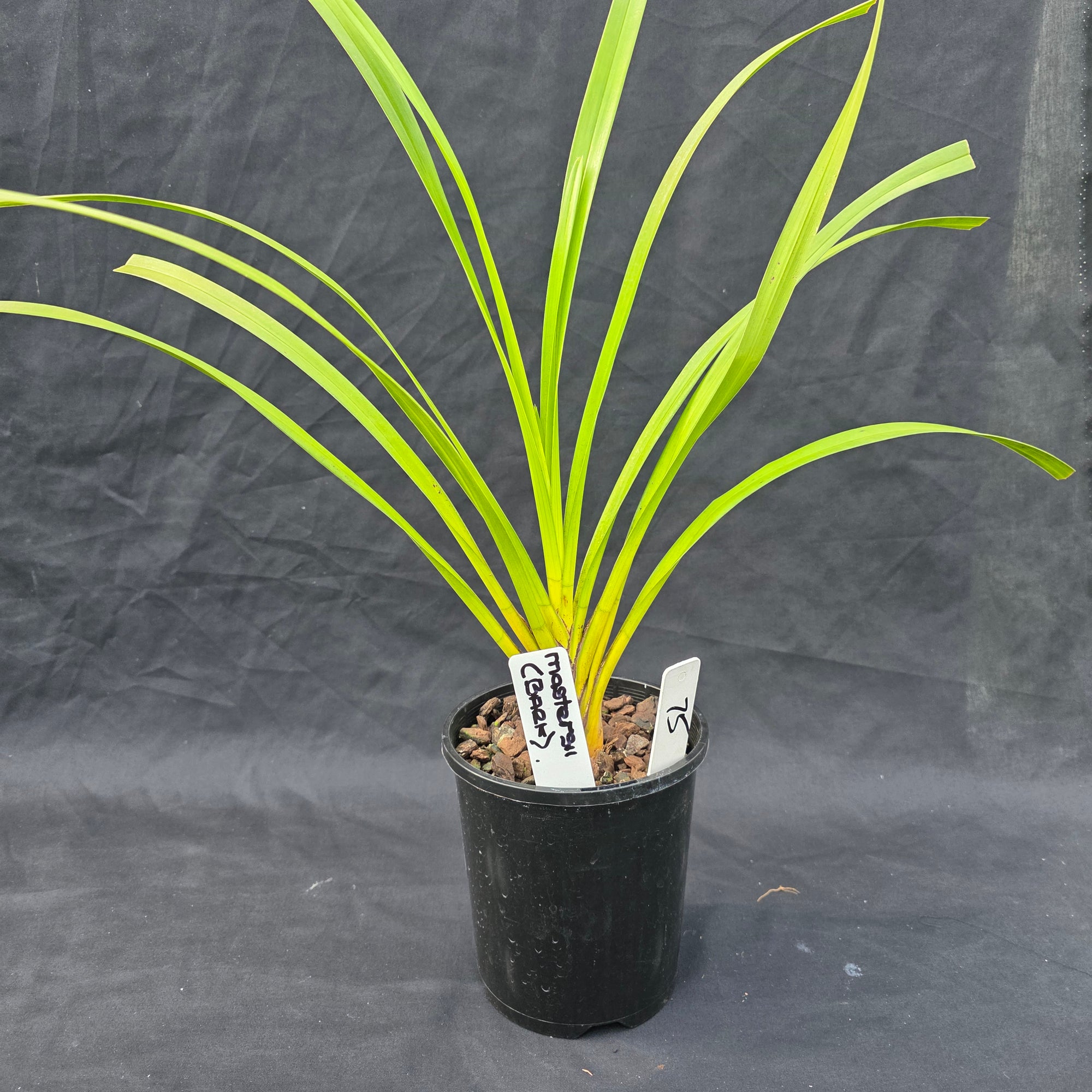 Cymbidium mastersii – The Master's Cymbidium