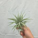 Tillandsia plagiotropica