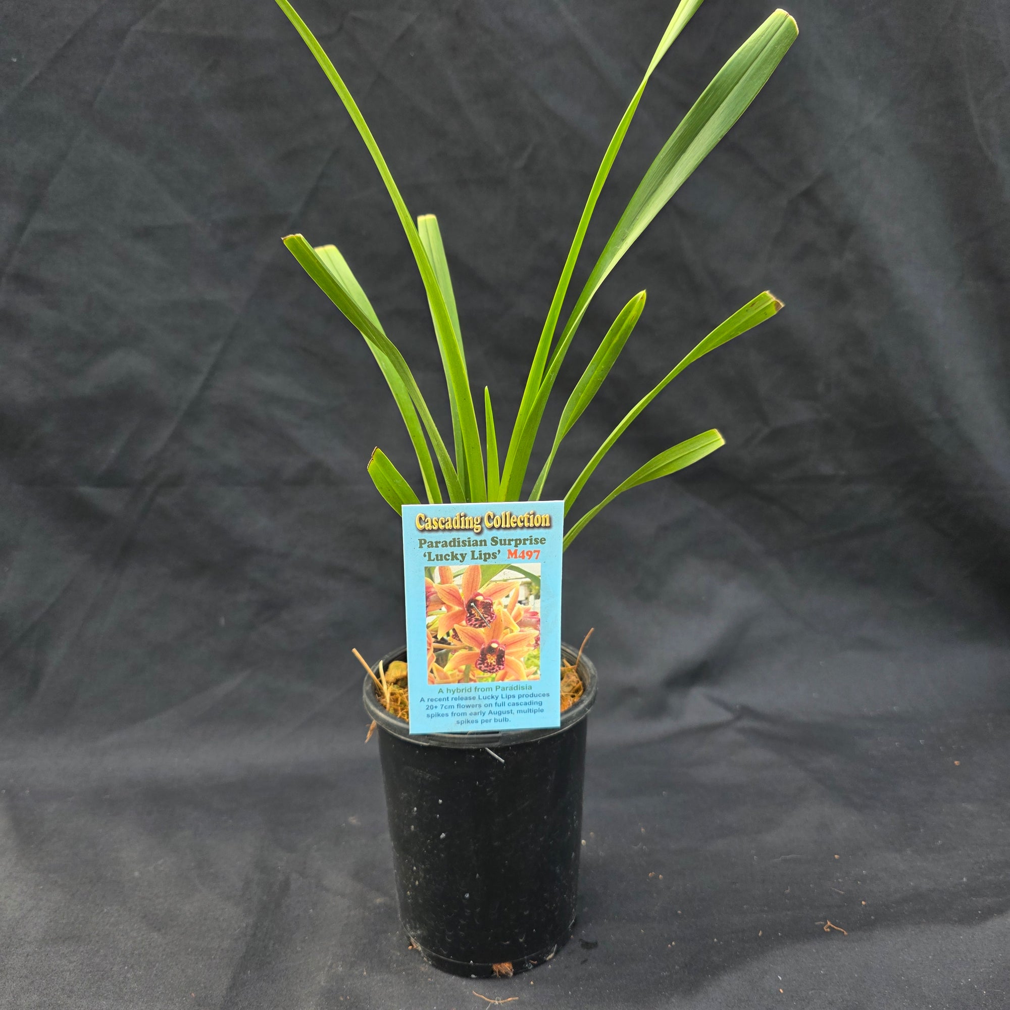 Cymbidium Paradisian Surprise 'Lucky Lips'