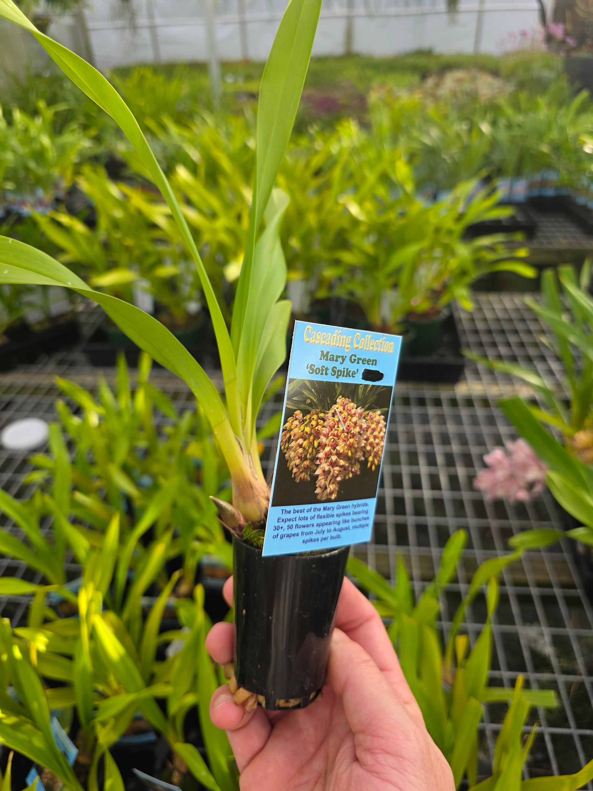 Cymbidium Mary Green 'Soft Spike'