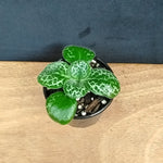 Streptocarpus 'Pretty Turtle' – Velvet Leaves and Mottled Blooms