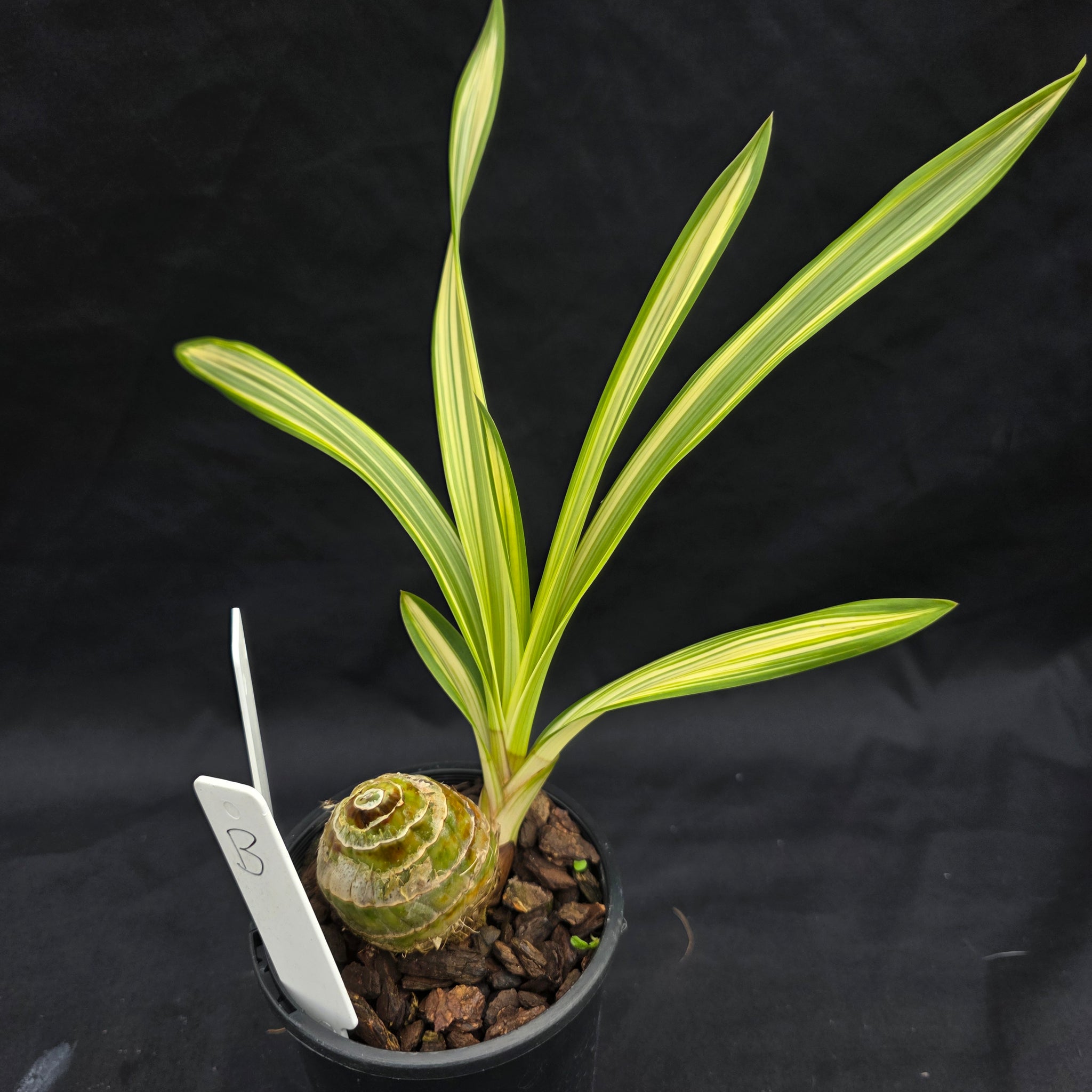 Cymbidium Rotorua 'Spell Bound' Variegated