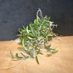 Dendrobium linguiforme – The Tongue Orchid