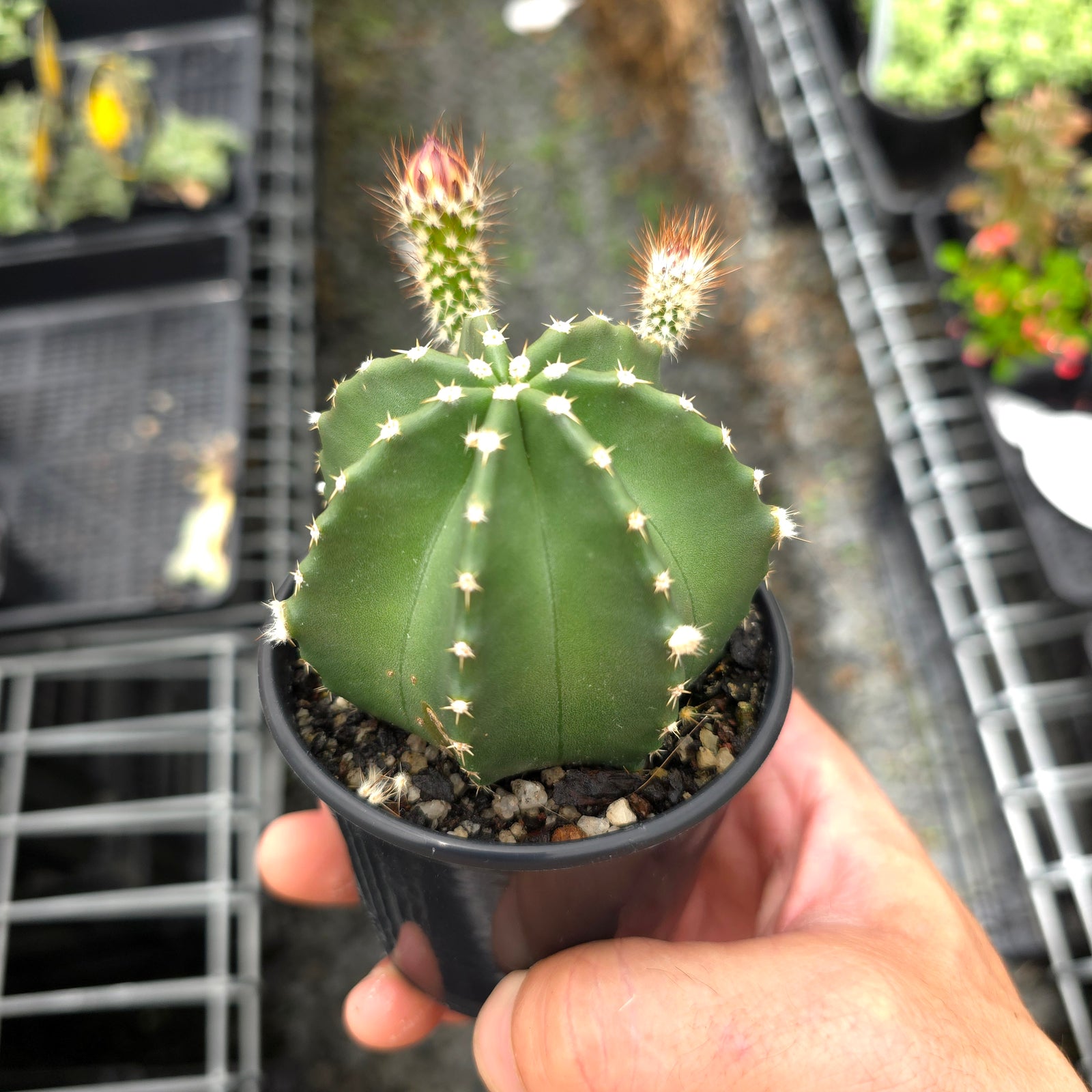 Echinocereus subinermis