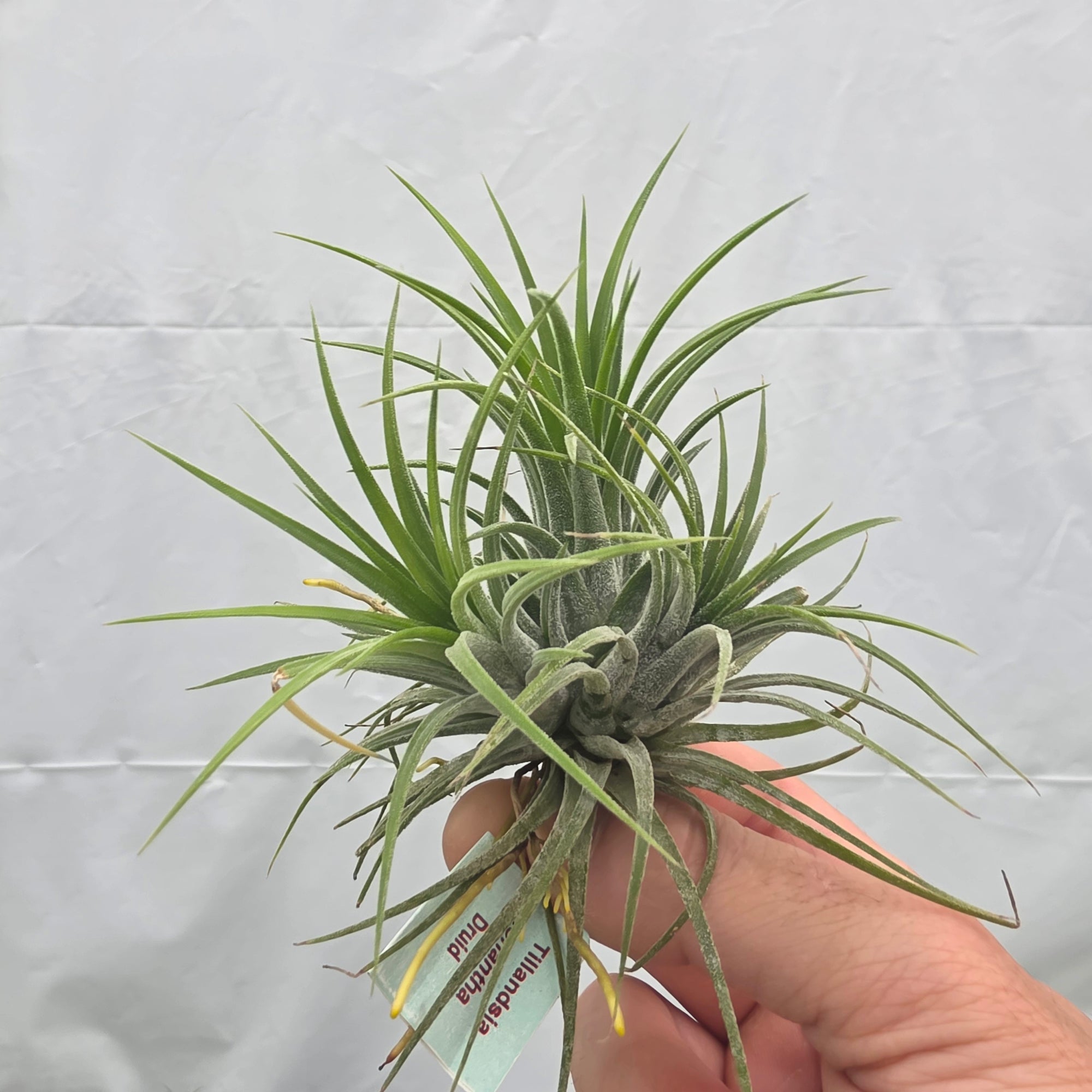 Tillandsia ionantha 'Druid' Alba Form
