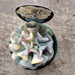 Echeveria 'Cubic Frost Variegata' - A Mesmerising Variegated Succulent