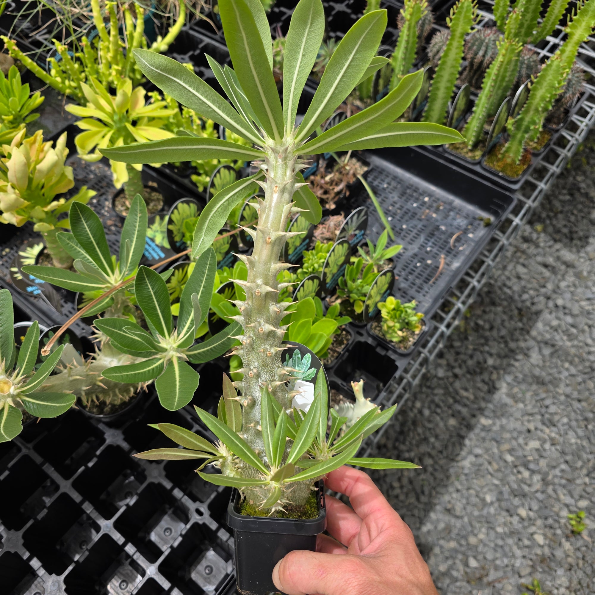 Pachypodium horombense - One Off Specials
